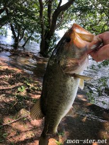 7月10日の琵琶湖 山ノ下 陸っぱり釣果